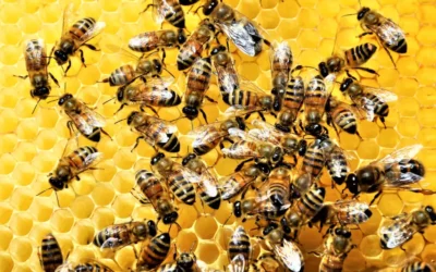 6 Lessons Bees Can Teach Us About Business