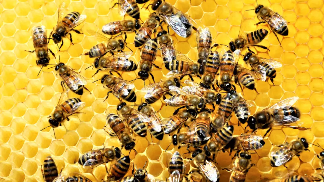 6 Lessons Bees Can Teach Us About Business